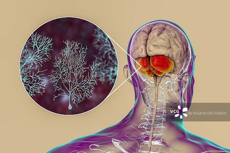 人小脑和浦肯野神经元插图图片素材
