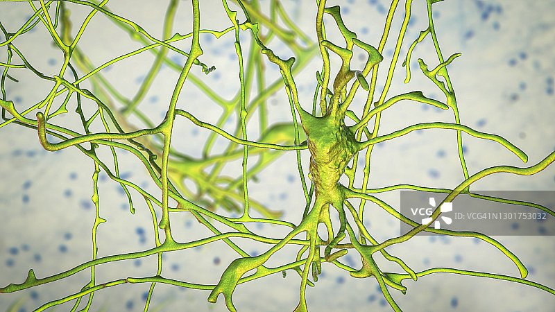 人脑神经细胞图图片素材