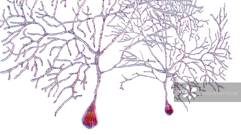 浦肯野神经细胞插图图片素材