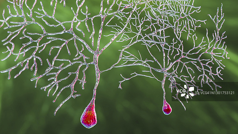 浦肯野神经细胞插图图片素材