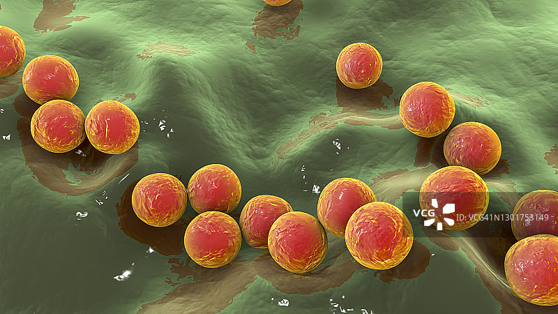 化脓性链球菌细菌，图示图片素材