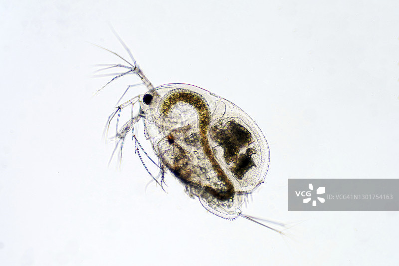 水蚤显微照片图片素材