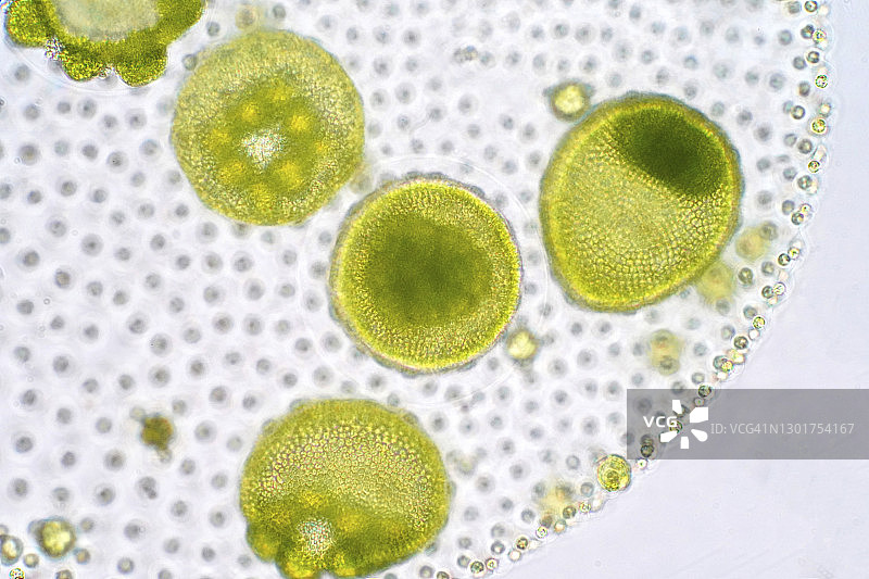 团藻绿色藻类显微照片图片素材