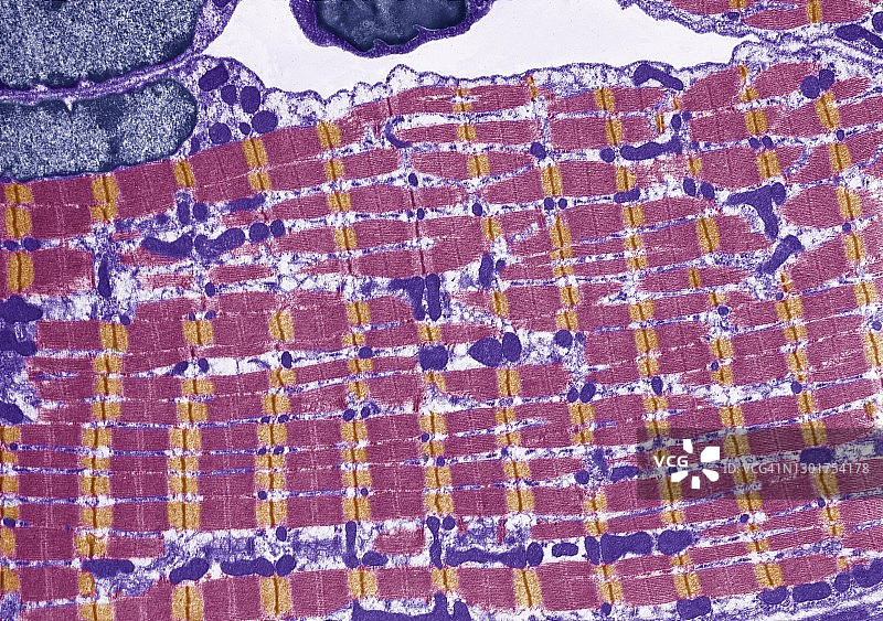 横纹肌，TEM图片素材