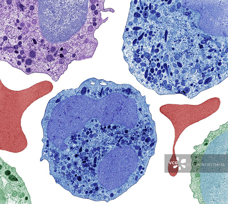 中性粒细胞（透射电镜）图片素材