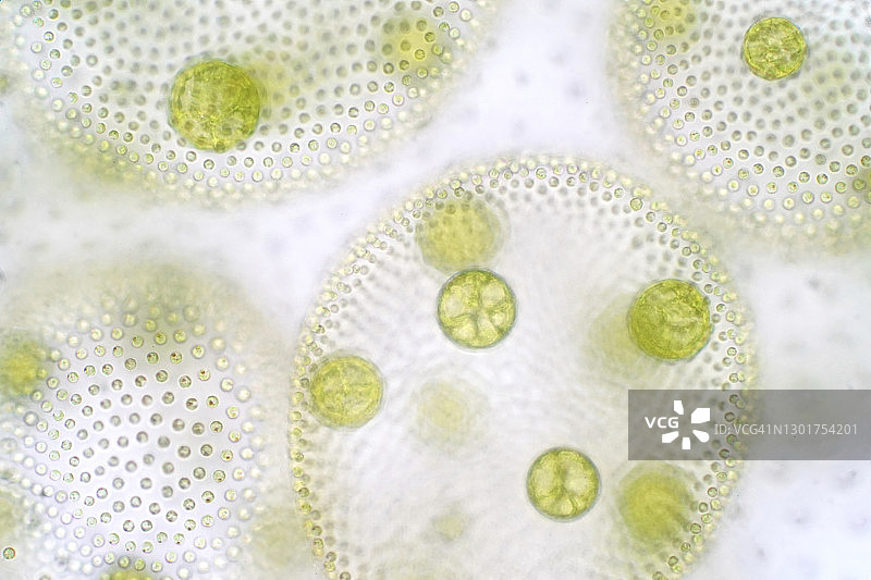 团藻绿色藻类显微照片图片素材