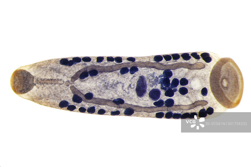 肝吸虫显微照片图片素材