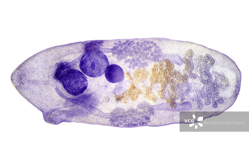 肝吸虫显微照片图片素材