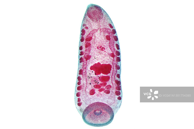 肝吸虫显微照片图片素材