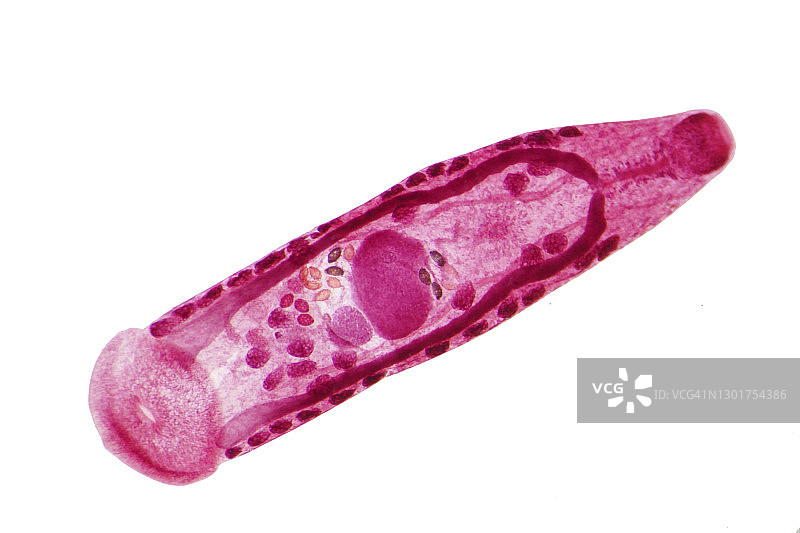 肝吸虫显微照片图片素材