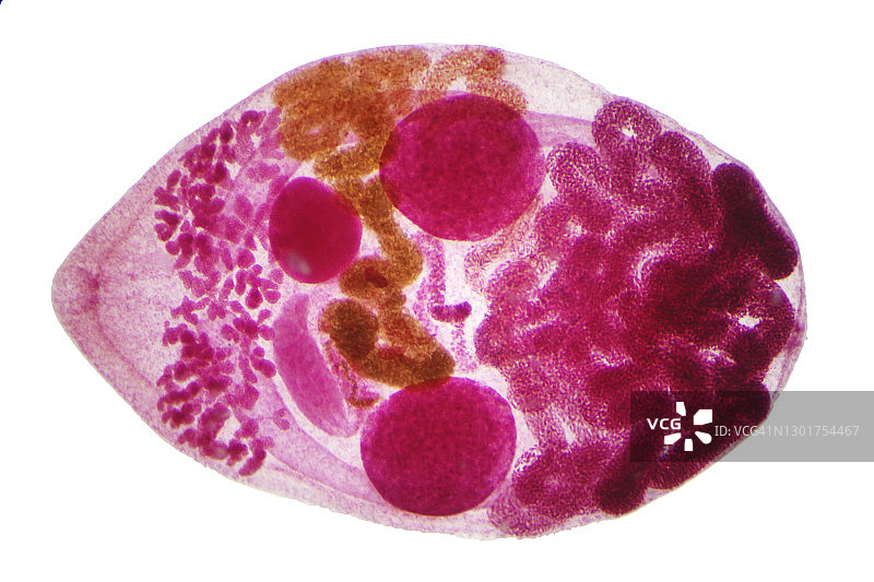 肝吸虫显微照片图片素材