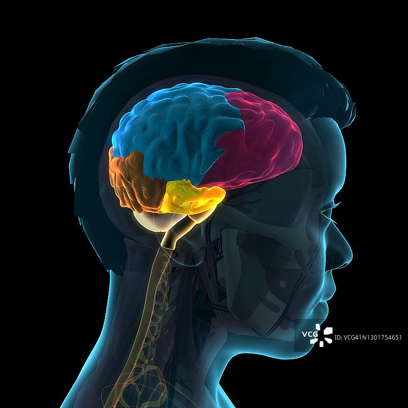 人脑解剖结构3D图图片素材