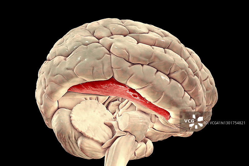 人脑与高亮梭状回插图图片素材