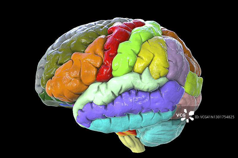 突出脑回的人脑结构示意图图片素材