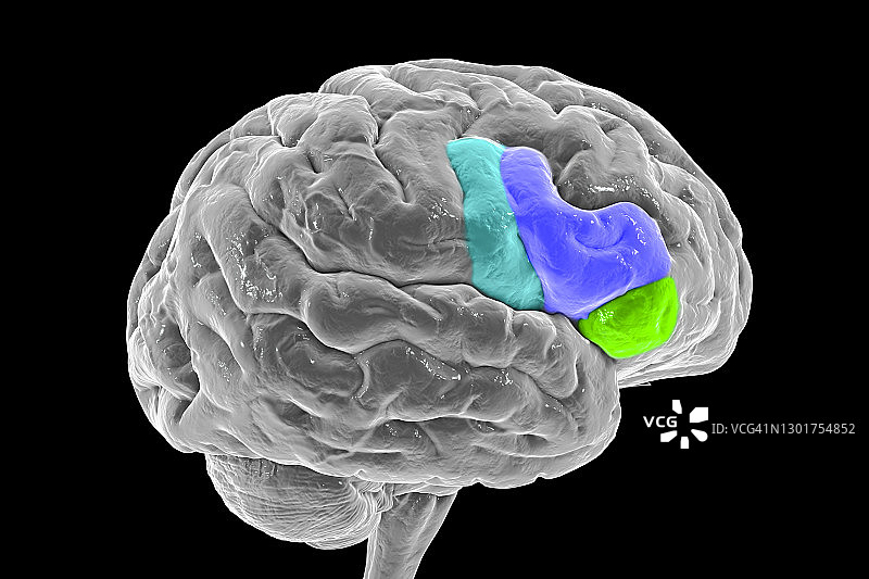 大脑下额回结构图图片素材