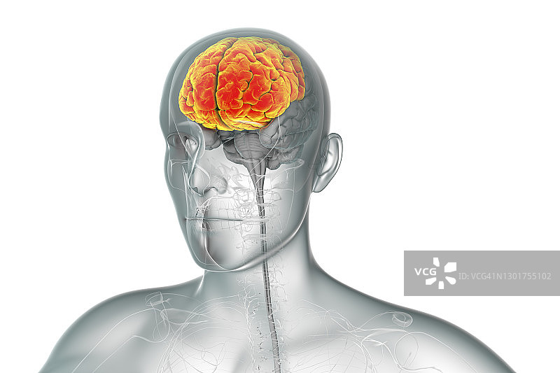 突出显示额叶的人脑插图图片素材