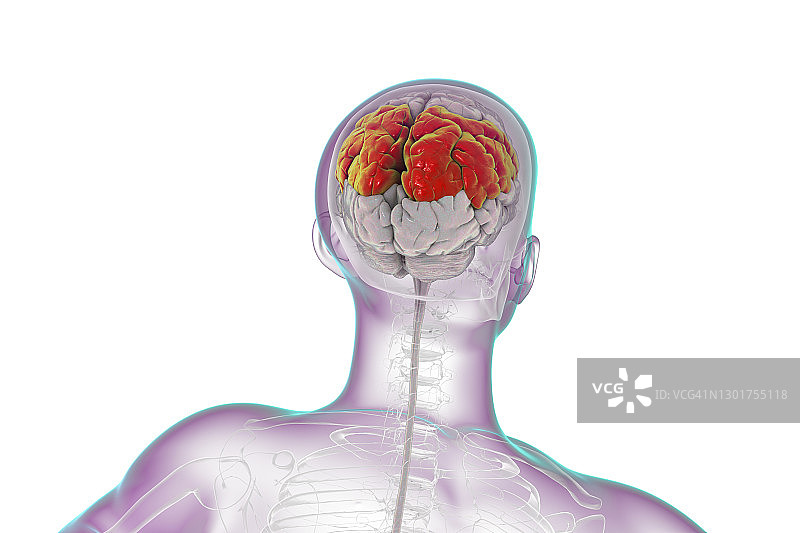 突出顶叶的人脑结构图图片素材