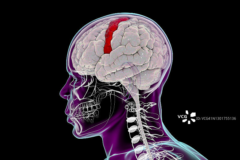 突出显示中央前回的人脑，插图图片素材
