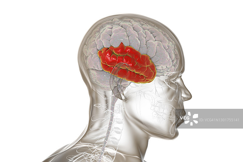 突出显示颞叶的人脑插图图片素材