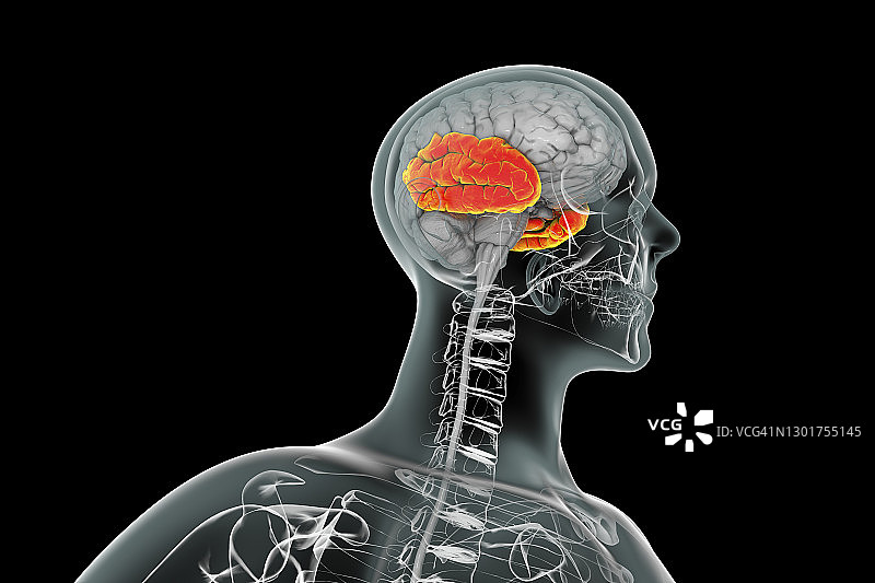 突出显示颞叶的人脑插图图片素材