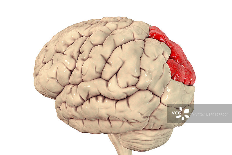 大脑顶上小叶突出显示插图图片素材