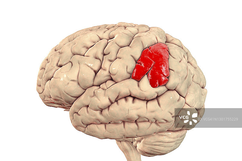 大脑与高亮缘上回插图图片素材