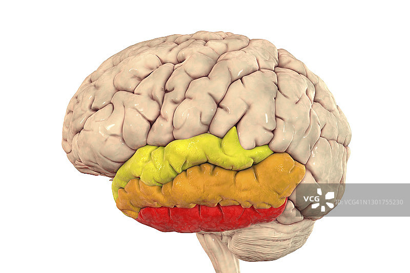 突出颞回的人脑，图示图片素材