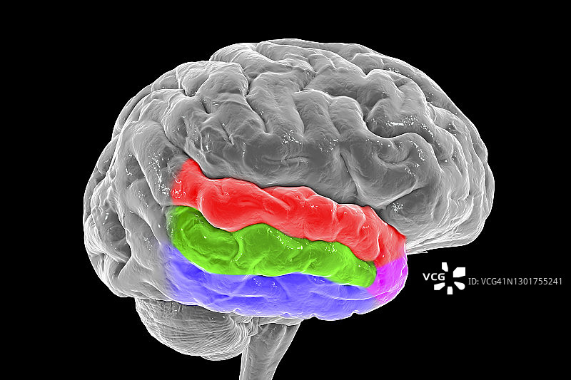 突出颞回的人脑，图示图片素材