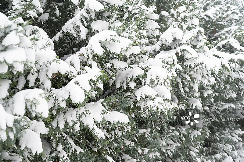 雪覆盖的香柏树篱图片素材