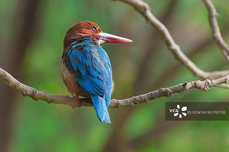 白喉翠鸟图片素材