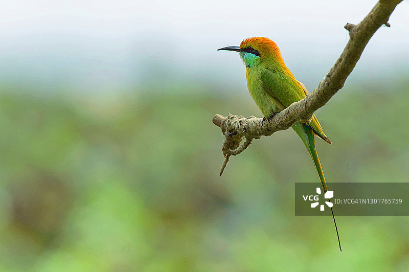 栖息在树枝上的绿喉蜂虎图片素材