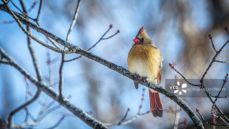 雌性北美红雀图片素材