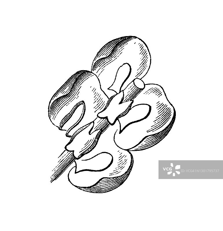 叶状地钱古老雕刻插图图片素材