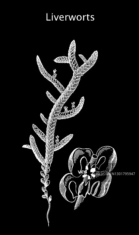 叶状地钱古老雕刻插图图片素材