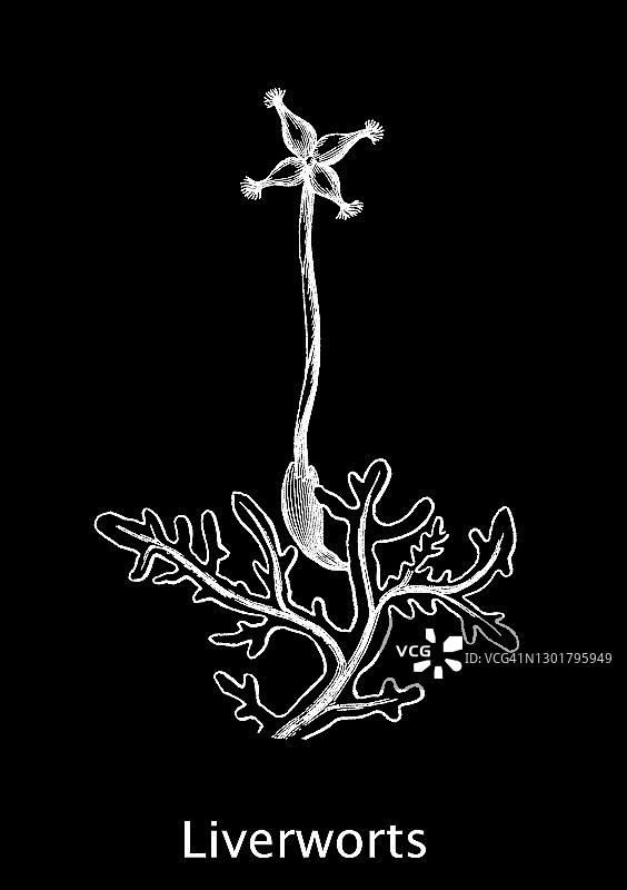 掌状瘤苔古版画插图图片素材