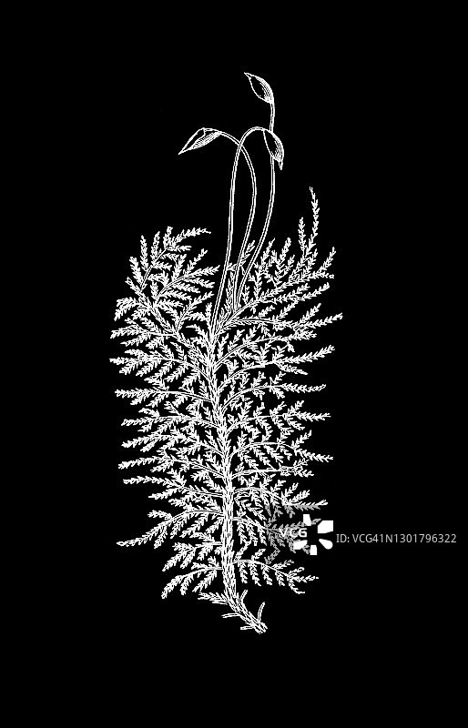 古老的金藓植物雕刻插图图片素材