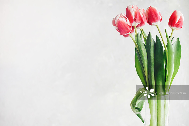 白色背景上的粉白色郁金香图片素材