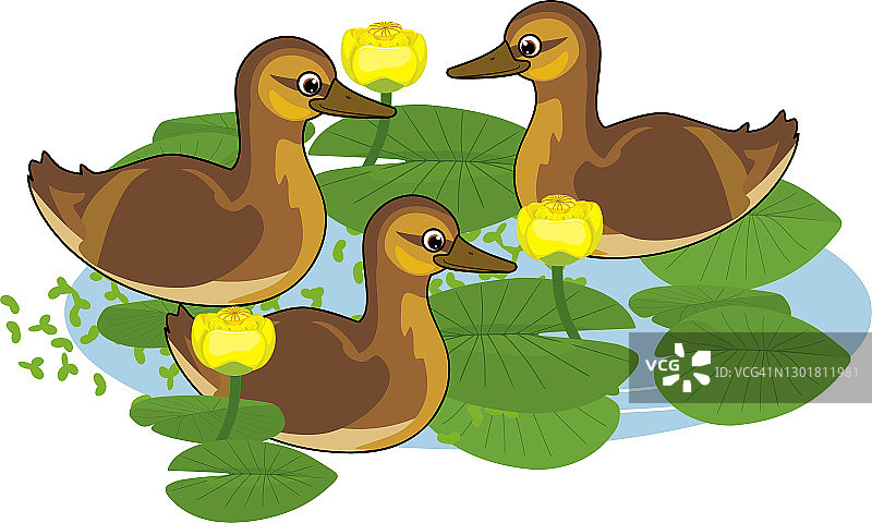 卡通小野鸭或野鸭（Anas platyrhynchos）漂浮在水面，黄色睡莲植物与绿叶和黄花图片素材