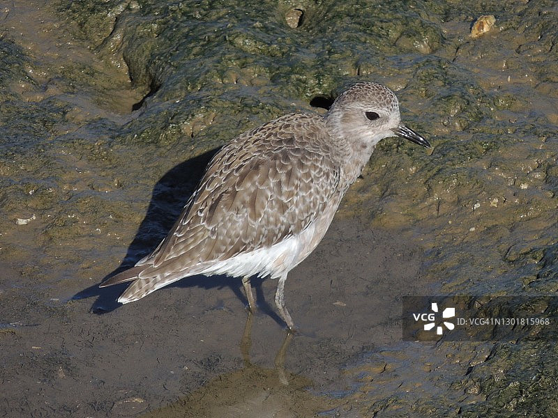 黑腹珩（Pluvialis squatarola）图片素材