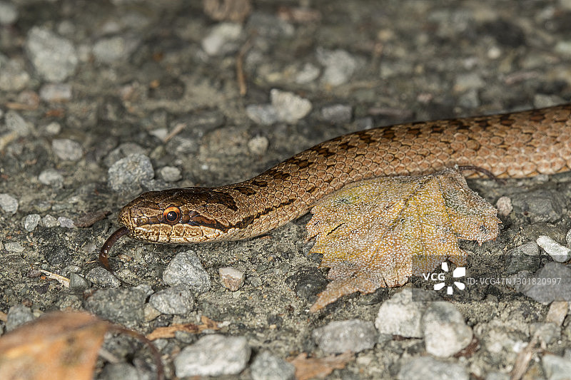 在岩石间滑行的欧洲普通蝰蛇图片素材