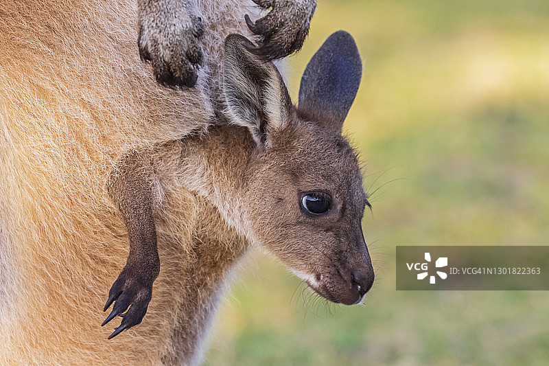 澳大利亚西澳大利亚州温迪港：红袋鼠幼崽特写图片素材