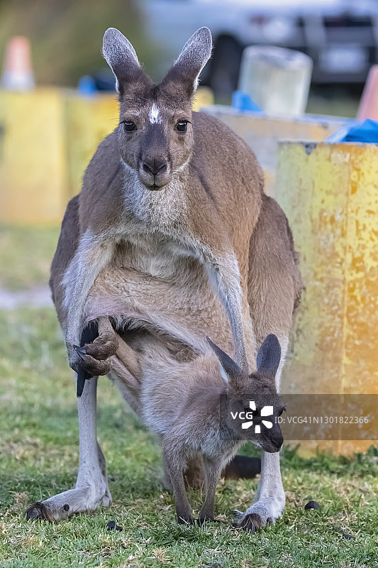 澳大利亚西澳大利亚州温迪港红袋鼠与幼崽图片素材