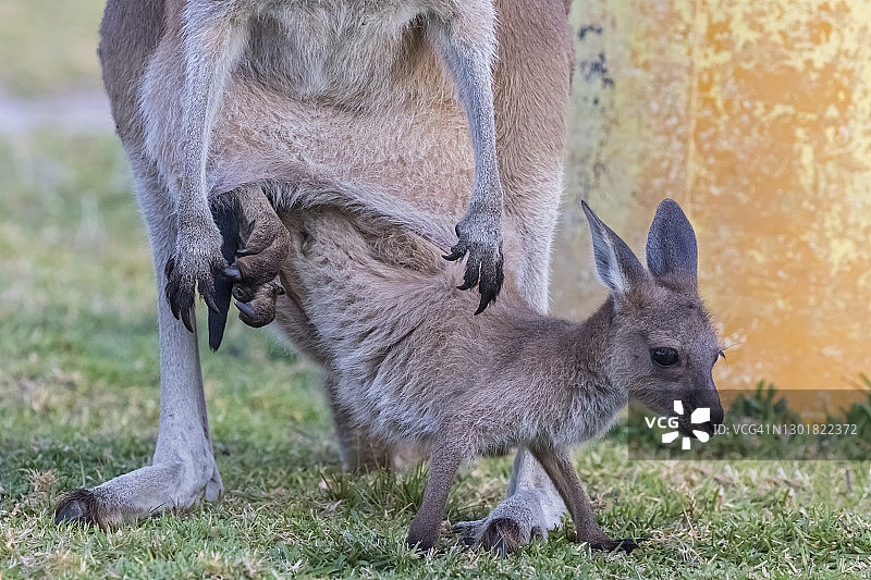 澳大利亚西澳大利亚州温迪港红袋鼠与幼崽图片素材