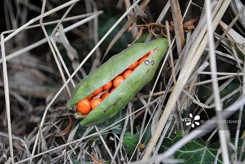 鸢尾花图片素材