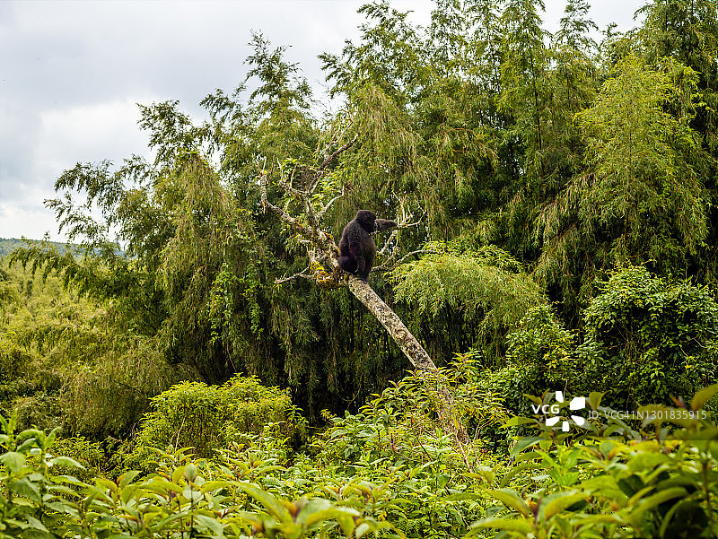 卢旺达火山国家公园里的雌性山地大猩猩图片素材