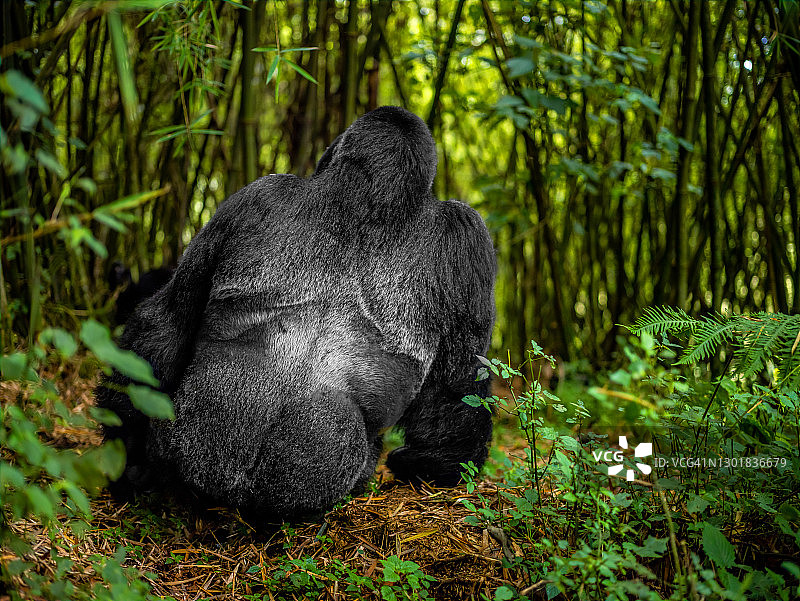 银背山地大猩猩在卢旺达火山国家公园的后视图图片素材