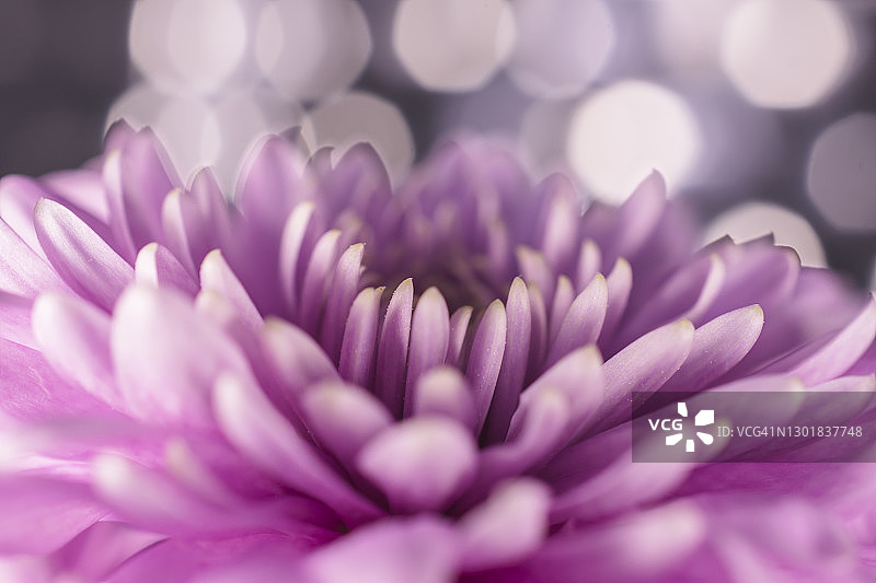 粉色菊花图片素材