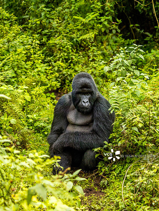 卢旺达火山国家公园中坐着的雄性山地银背大猩猩正面照图片素材