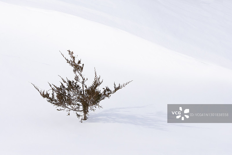雪地里的幼苗图片素材
