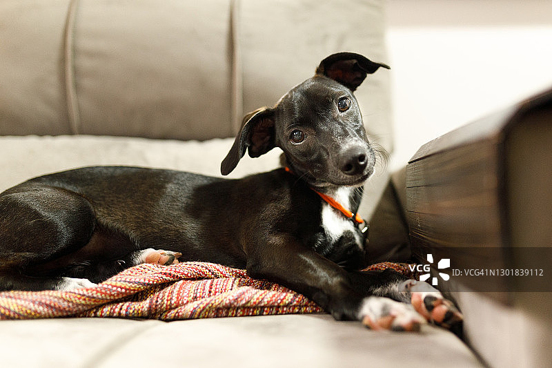 歪着头，爪子交叉躺在沙发上的小狗图片素材